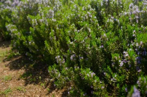 Spring rosemary flowering branches in full bloom Stock Photos