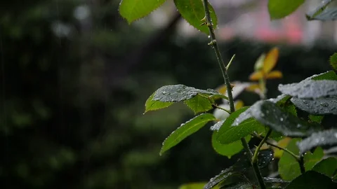 Spring rose's leaves and drops of a rain Stock Footage 89544060