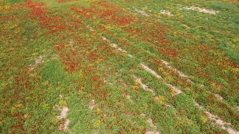 Spring - Rounding above field of flowers and wheat Stock Footage 127241904