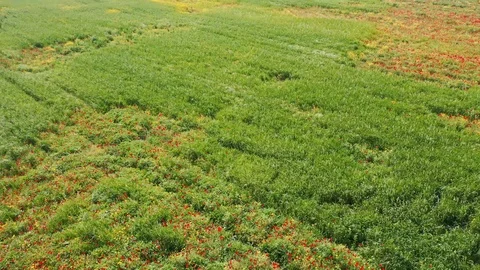 Spring - Rounding above field of flowers and wheat Stock Footage 127242152