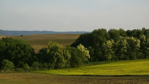 Spring row of trees in the sowing 4K Stock Photos