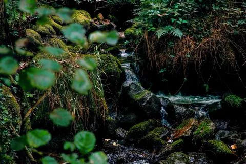 Spring of running water in the wilderness. Stock Photos