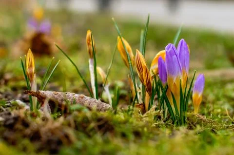 Spring saffron, crocus (Crocus vernus (L.), flowers in a natural environmen.. Stock Photos