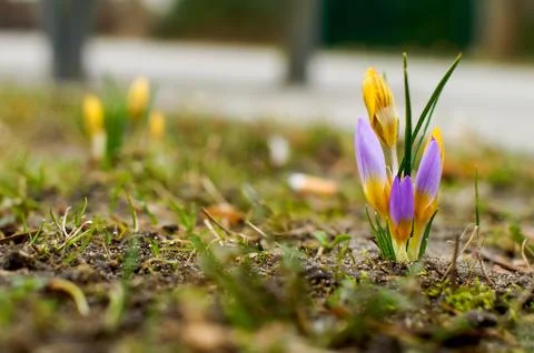 Spring saffron, crocus (Crocus vernus (L.), flowers in a natural environmen.. Stock Photos
