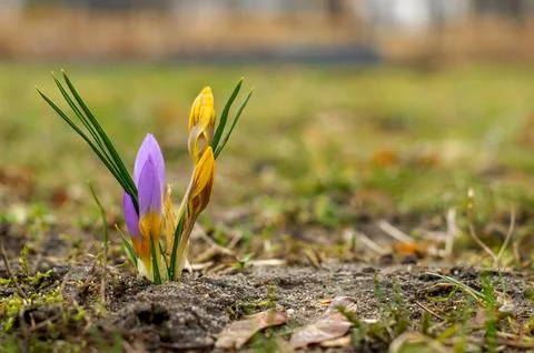 Spring saffron, crocus (Crocus vernus (L.), flowers in a natural environmen.. Stock Photos