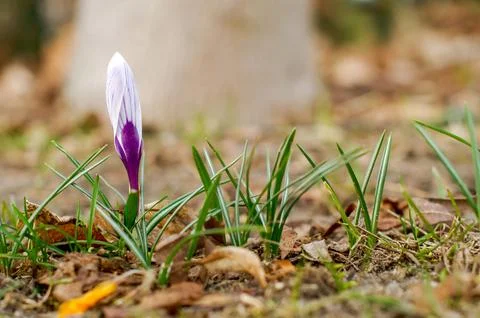 Spring saffron, crocus (Crocus vernus (L.), flowers in a natural environmen.. Stock Photos