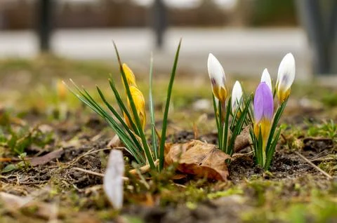 Spring saffron, crocus (Crocus vernus (L.), flowers in a natural environmen.. Stock Photos