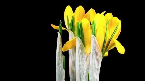 Spring saffron, or spring Crocus Stock Photos