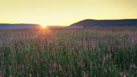 Spring sainfoin flowers in meadow.  動画素材 268731968