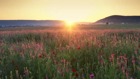 Spring sainfoin flowers in meadow.  Stock Footage 268734048