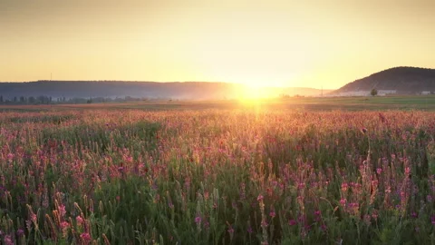 Spring sainfoin flowers in meadow.  Stock Footage 268734089