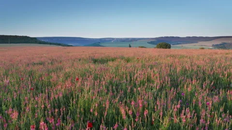 Spring sainfoin flowers in meadow. Vidéo 268798522