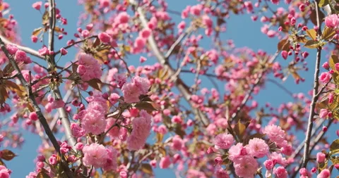 Spring sakura bloom branches. Cherry Blossoming Cherry Tree In Full Bloom On Video stock 272749240