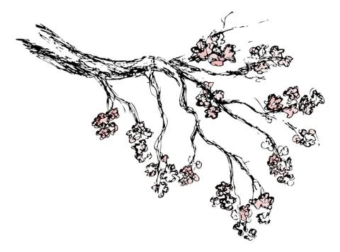 Spring sakura blossom drawing, vector illustration Stock Illustration