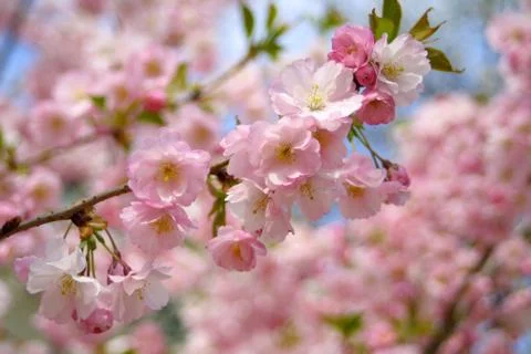 Spring sakura blossom Stock Photos