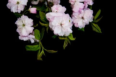 Spring sakura blossom Stock Photos