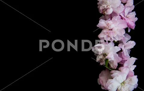 Spring sakura blossom Stock Photos