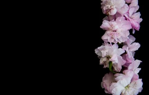 Spring sakura blossom Stock Photos