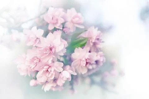 Spring sakura blossoms. Stock Photos