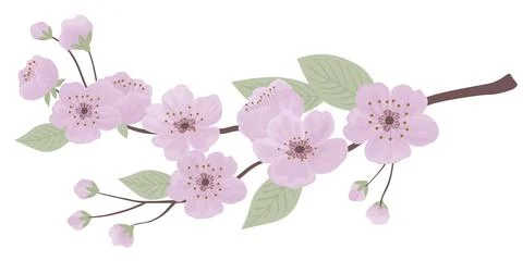 Spring sakura cherry blooming flowers bouquet 库存插图
