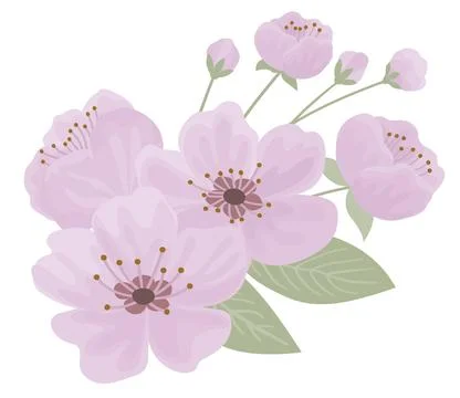 Spring sakura cherry blooming flowers bouquet 库存插图