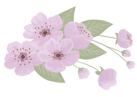 Spring sakura cherry blooming flowers bouquet 库存插图