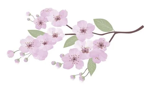 Spring sakura cherry blooming flowers branch. Design spring tree illustration 库存插图