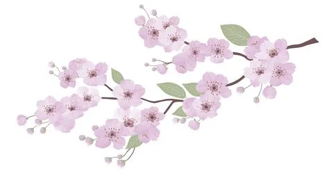 Spring sakura cherry blooming flowers branch. Design spring tree illustration 库存插图