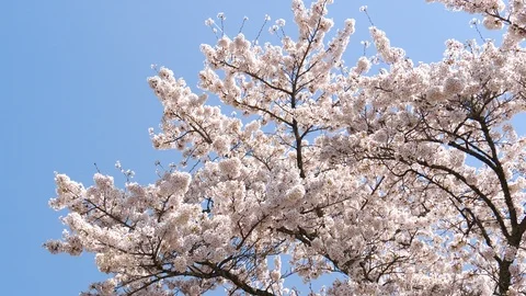 Spring sakura cherry blossom tree on blue sky Stock Footage 123571131