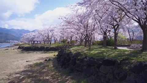 Spring Sakura At Fuji Five Lakes, 4K Establishing Shot Vídeo Stock 81466827