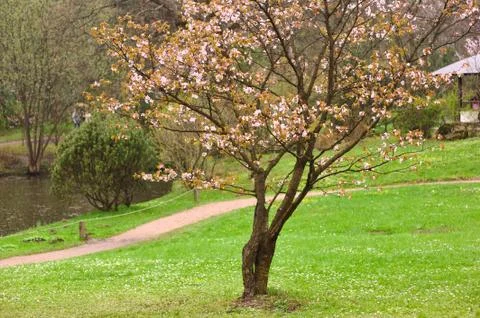 Spring sakura Stock Photos
