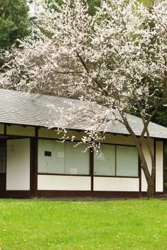 Spring sakura Stock Photos