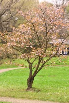 Spring sakura Stock Photos