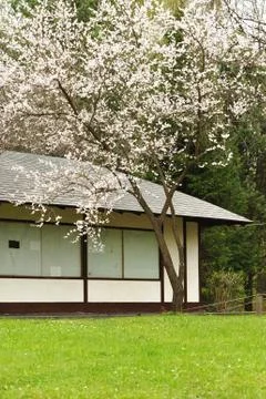 Spring sakura Stock Photos