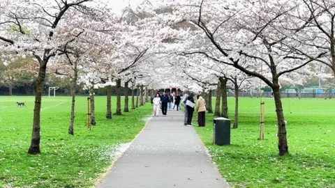 Spring sakura trees and people walking along in battersea park london, slow.. Video stock 330666679