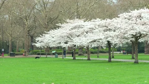 Spring sakura trees and people walking along in battersea park london 库存影片 330666735