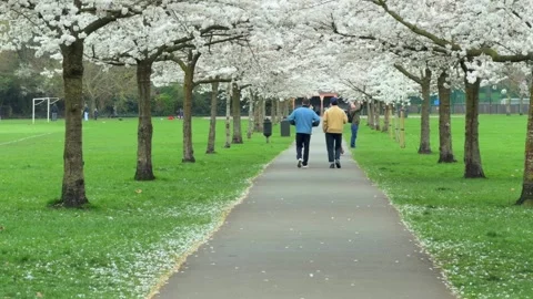Spring sakura trees and people walking along in battersea park london Vidéo 330666779