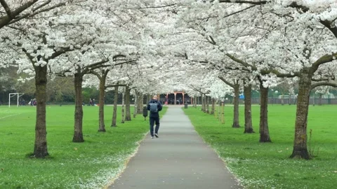 Spring sakura trees and people walking along in battersea park london Video stock 330666828