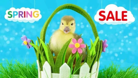 Spring Sale or discount offer concept, close-up view of little newborn duckling Stock Footage 73325844