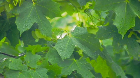 Spring Scene 10. Green Leafs in the Rain 動画素材 449533