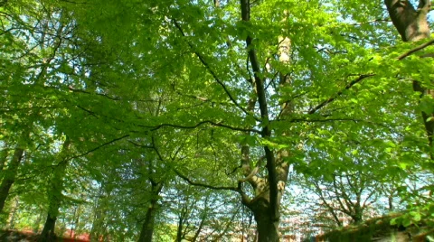 Spring Scene 3 Stock Footage 436275