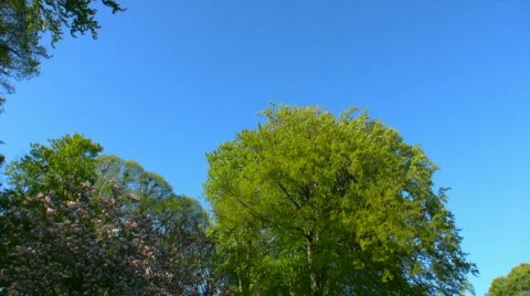 Spring Scene 6 Stock Footage 436298