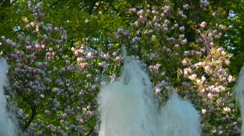 Spring Scene 7 Stock Footage 436303