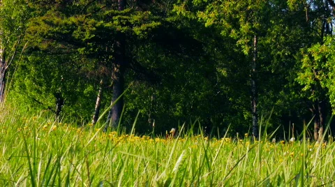 Spring Scene 8 Video stock 449515