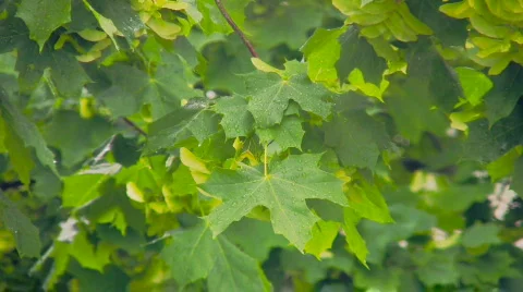Spring Scene 9. Green Leafs in the Rain Stock Footage 449524
