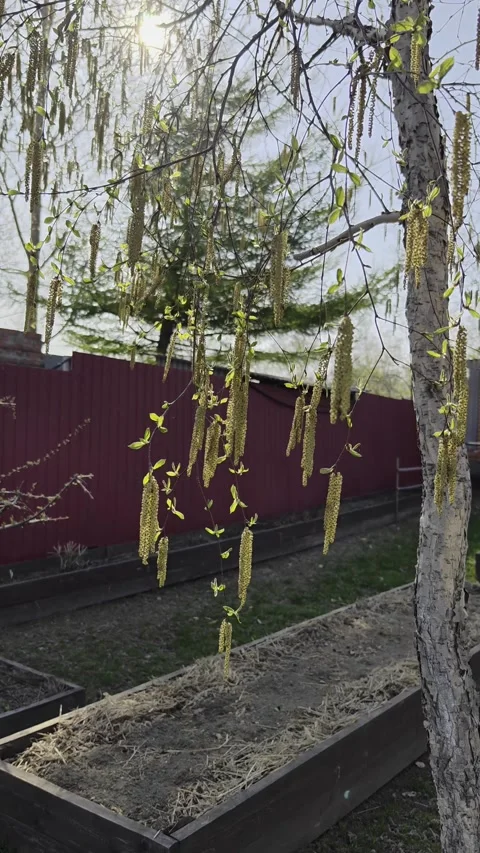 A spring scene with a birch tree covered with fresh green leaves Stock Footage 301948050