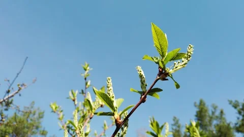 Spring scene - Bird cherry flower buds, beginning of springtime, light gree.. Video stock 278082069