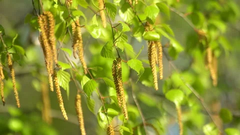 Spring scene with blooming birch buds and tender green leaves swaying on a wind Stock Footage 89906754