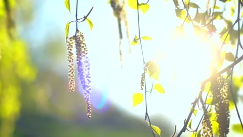 Spring scene with blooming birch buds and tender green leaves swaying on a wind Stock Footage 89906805