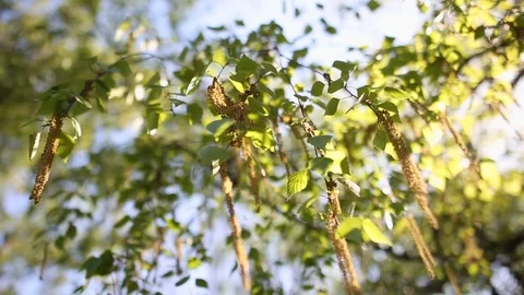Spring scene with blooming birch buds Stock Footage 119174185